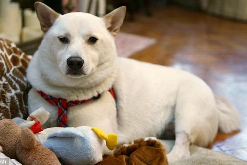 Chú chó bị ngã từ độ cao 15m vẫn sống