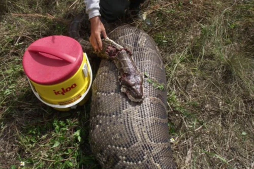 Trăn khổng lồ nuốt chửng một con nai