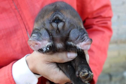 Lợn quái dị lại xuất hiện ở Trung Quốc