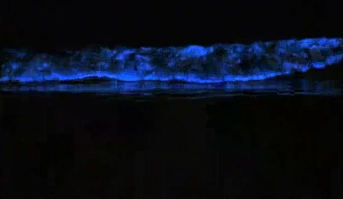 Chiêm ngưỡng sóng biển phát quang màu xanh