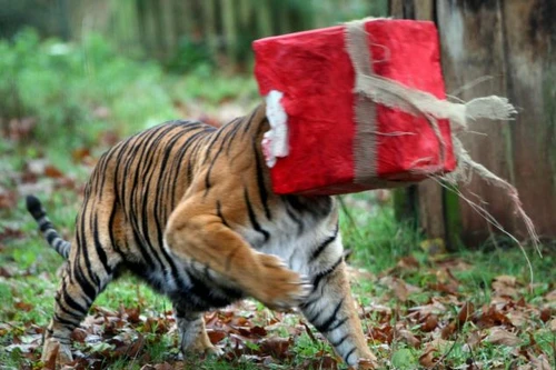 Chú hổ mắc kẹt đầu trong hộp quà Giáng Sinh 