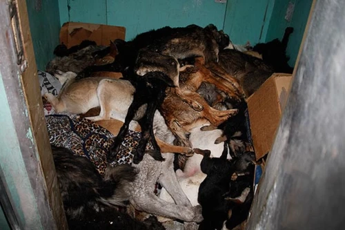 Ukraine tàn sát dã man chó và mèo vì Euro 2012