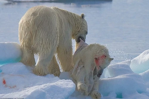 Lo ngại gấu Bắc Cực thành "quái vật" ăn thịt lẫn nhau