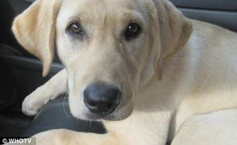 Thần kỳ chú chó cứu 2 con mèo bị vứt trên đường