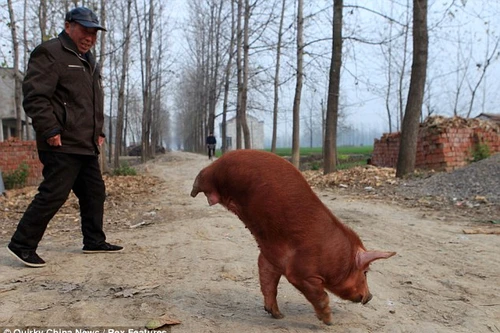 Kỳ lạ chú lợn đi bằng hai chân trước