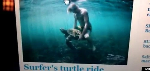 "Lướt sóng" trên lưng rùa biển