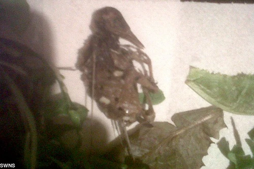 Kinh sợ phát hiện xác chim chết trong salad