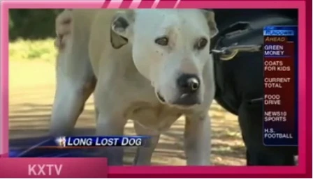 Chú chó mất tích 8 năm về với chủ