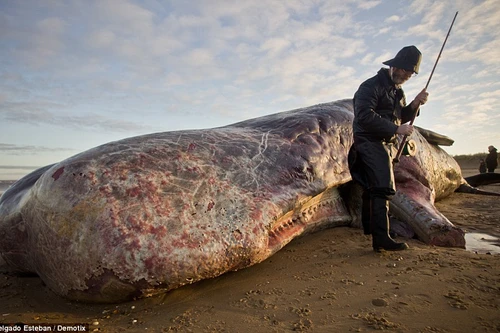 Cá voi "quái vật" xuất hiện tại Anh
