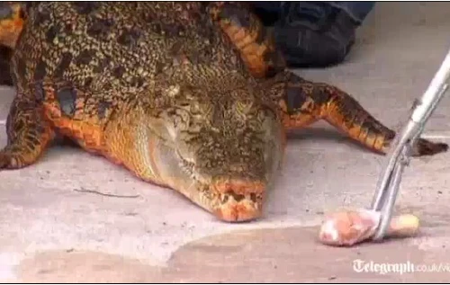 Cá sấu tự đổi màu sang da cam