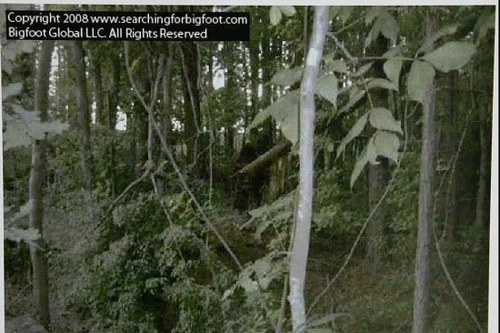 Truy tìm bí ẩn người tuyết Xi-bê-ri