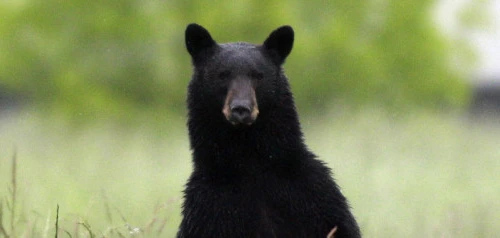 Kinh sợ âm mưu làm giả gấu giết bạn gái