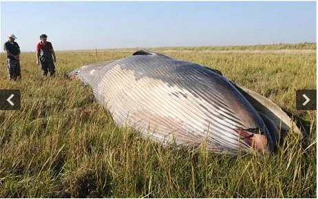 Phát hiện cá voi mắc kẹt trên đồng cỏ