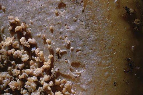 10 món ăn "khó nuốt" nhất trên thế giới