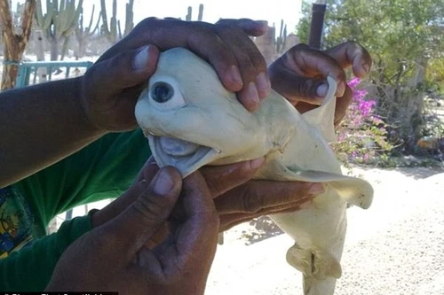 Phát hiện cá mập một mắt