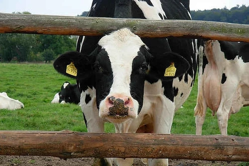 Báo động tình trạng đàn ông nông thôn Brazil quan hệ với động vật