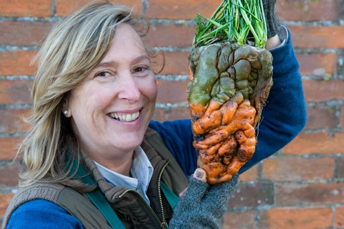 Phát hiện cà rốt khổng lồ quái dị