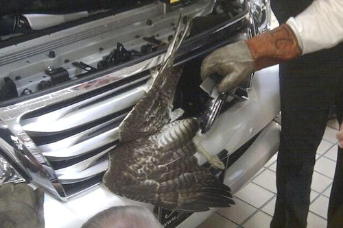 Kỳ diệu chú chim bị ô tô đâm không chết