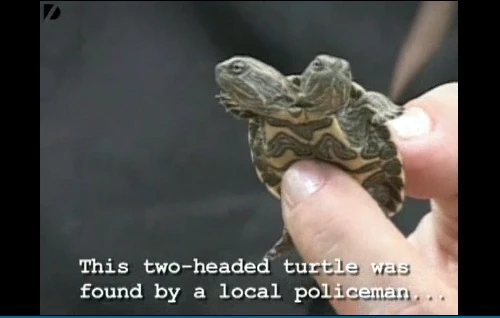 Rùa tí hon hai đầu