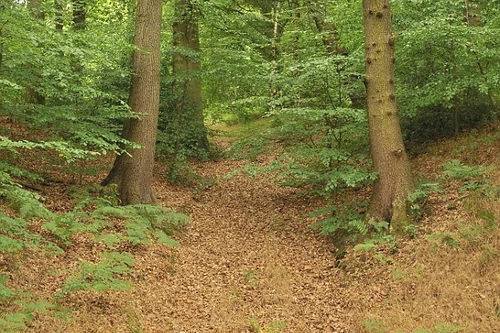 Rùng rợn gã trai chôn sống người tình