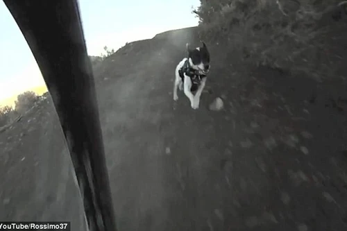 Chú chó với khả năng chạy nhảy siêu phàm