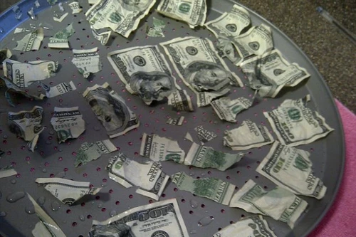 Chú chó ăn hết 1000$ tiền mặt