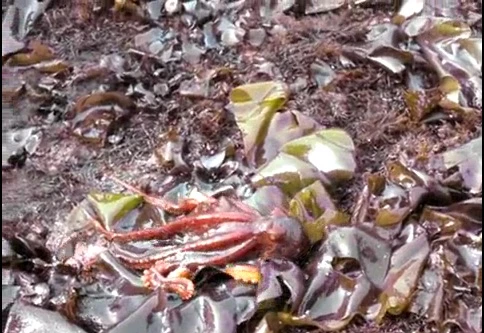 Sửng sốt thấy bạch tuộc đi bộ trên mặt đất