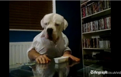 Chàng trai "nửa người nửa chó" quay video ăn bánh quy