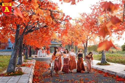 Con đường ngập tràn phong lá đỏ đẹp như phim Hàn Quốc ở Hà Nội