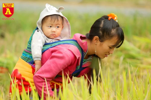 Mùa vàng ở vùng cao Y Tý