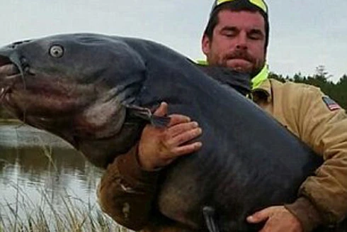 Bắt được cá da trơn khổng lồ ở Mỹ