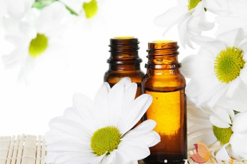Dầu hoa cúc giảm đau do gout
