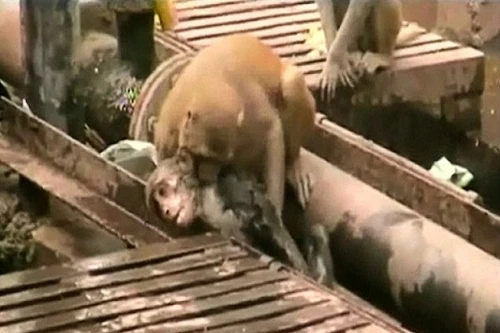 Xem chú khỉ thông minh cứu bạn bị điện giật thoát chết 