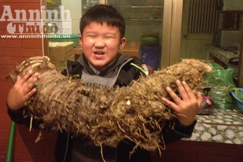 Đào được củ khoai "lạ" khổng lồ nặng hơn 16kg!