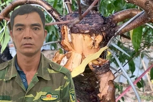 Thủ phạm hủy hoại hàng trăm cây đào thế của người dân huyện Mê Linh đã bị bắt
