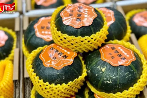 Phát hiện số lượng lớn quả bí ngô 'mini' không rõ nguồn gốc xuất xứ