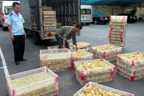 Tiêu hủy 12.000 con gà giống nhập lậu từ Trung Quốc
