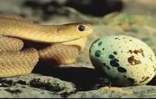 Ly kỳ chuyện rắn ăn trứng biết... bỏ vỏ