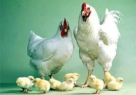 Bố mẹ biến con thành "những chú gà công nghiệp"