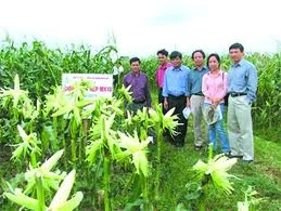 Thực phẩm biến đổi gene: Phát kiến vĩ đại hay thảm hoạ công nghệ?