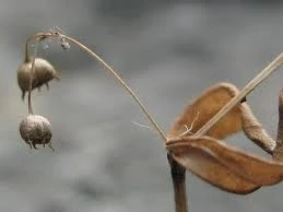 Đoạn kết buồn của cuộc đời nữ phạm nhân sát hại anh rể