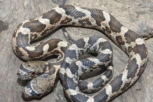 Phát hiện rắn 2 đầu chuyên cắn nhau vì mâu thuẫn