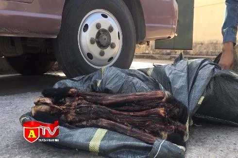 Làm rõ vai trò các đối tượng trong vụ vận chuyển 20 cá thể voọc sấy khô