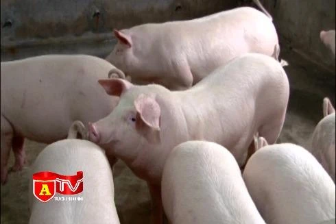 Không phát hiện chất cấm Salbutamol trong thịt heo 4 tháng trở lại đây