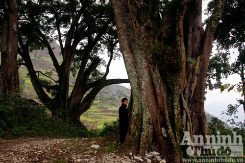 Bí ẩn miếu thần lâm ở cao nguyên đá