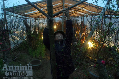 Lo tiền của rơi rụng theo cánh đào