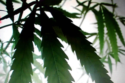  Triệu tập các đối tượng liên quan đến việc trồng cây cần sa