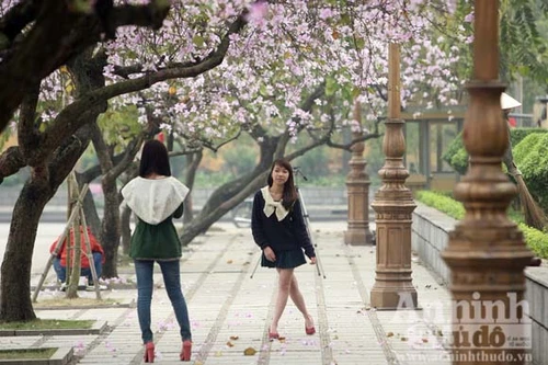 Ngắm cánh ban đổi mầu trong tia nắng