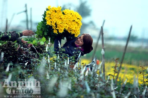 "Tôi được tặng cả cánh đồng hoa bao la"