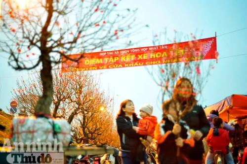 Ngàn hoa khoe sắc dưới ánh đèn